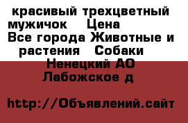 красивый трехцветный мужичок  › Цена ­ 10 000 - Все города Животные и растения » Собаки   . Ненецкий АО,Лабожское д.